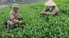 90 percent of Vietnamese tea exported in raw form